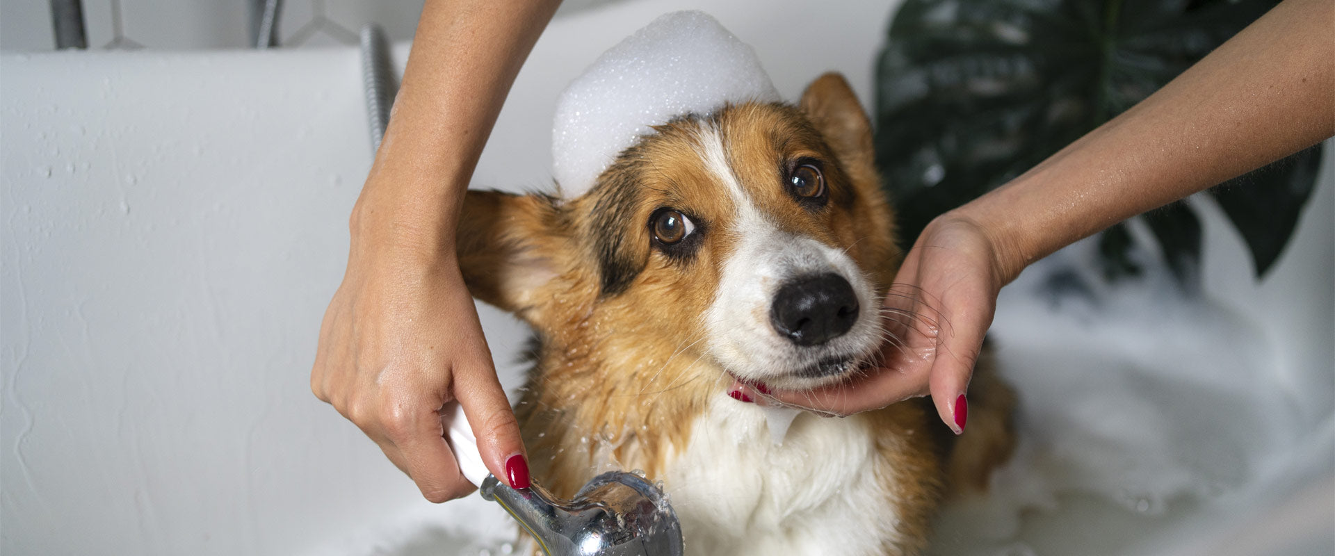 PAMPER YOUR PET: UNLEASHING THE GOODNESS OF ORGANIC SHAMPOO!