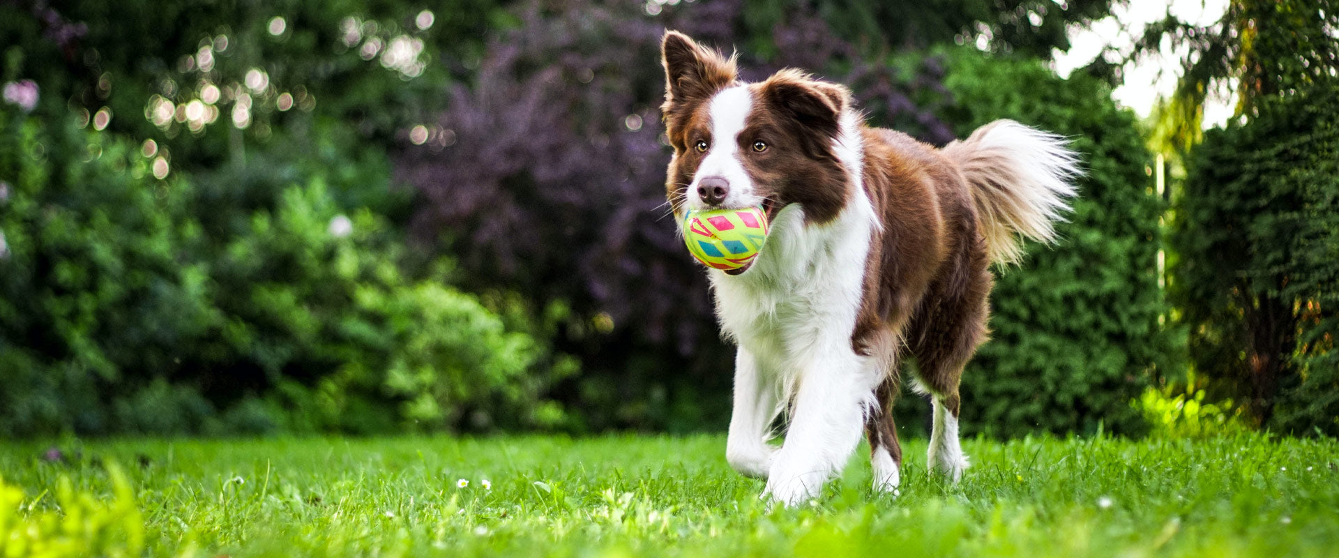 SCENT-SATIONAL BENEFITS: UNLEASHING THE POWER OF PET DEODORANTS