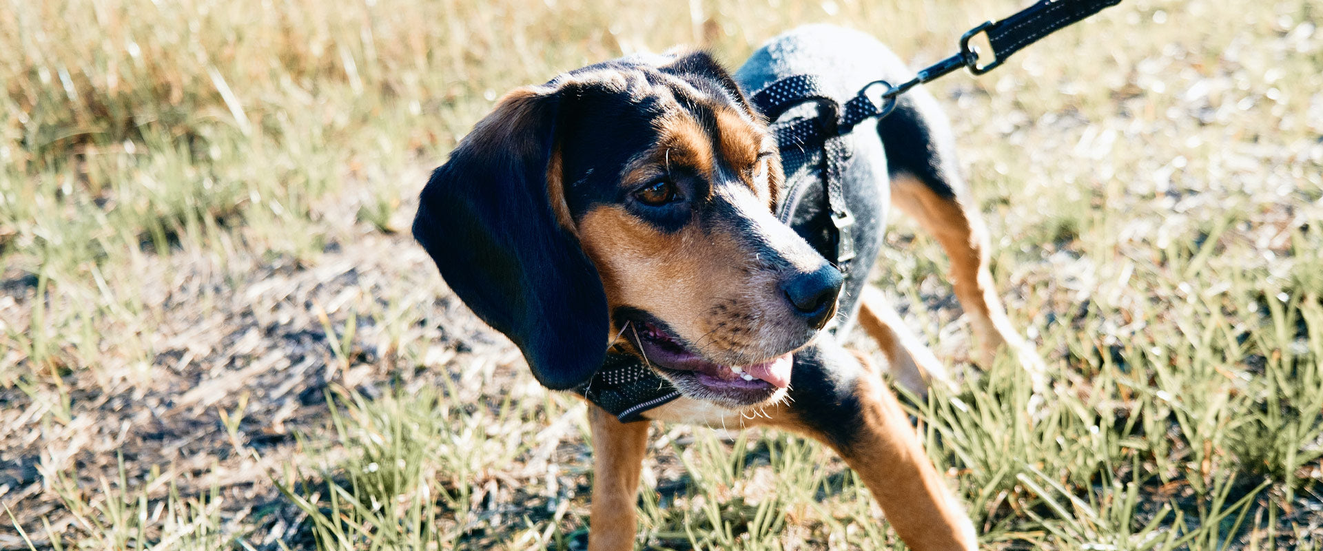 GUARDIANS AGAINST TINY INVADERS: THE IMPORTANCE OF TICK PREVENTION FOR PETS