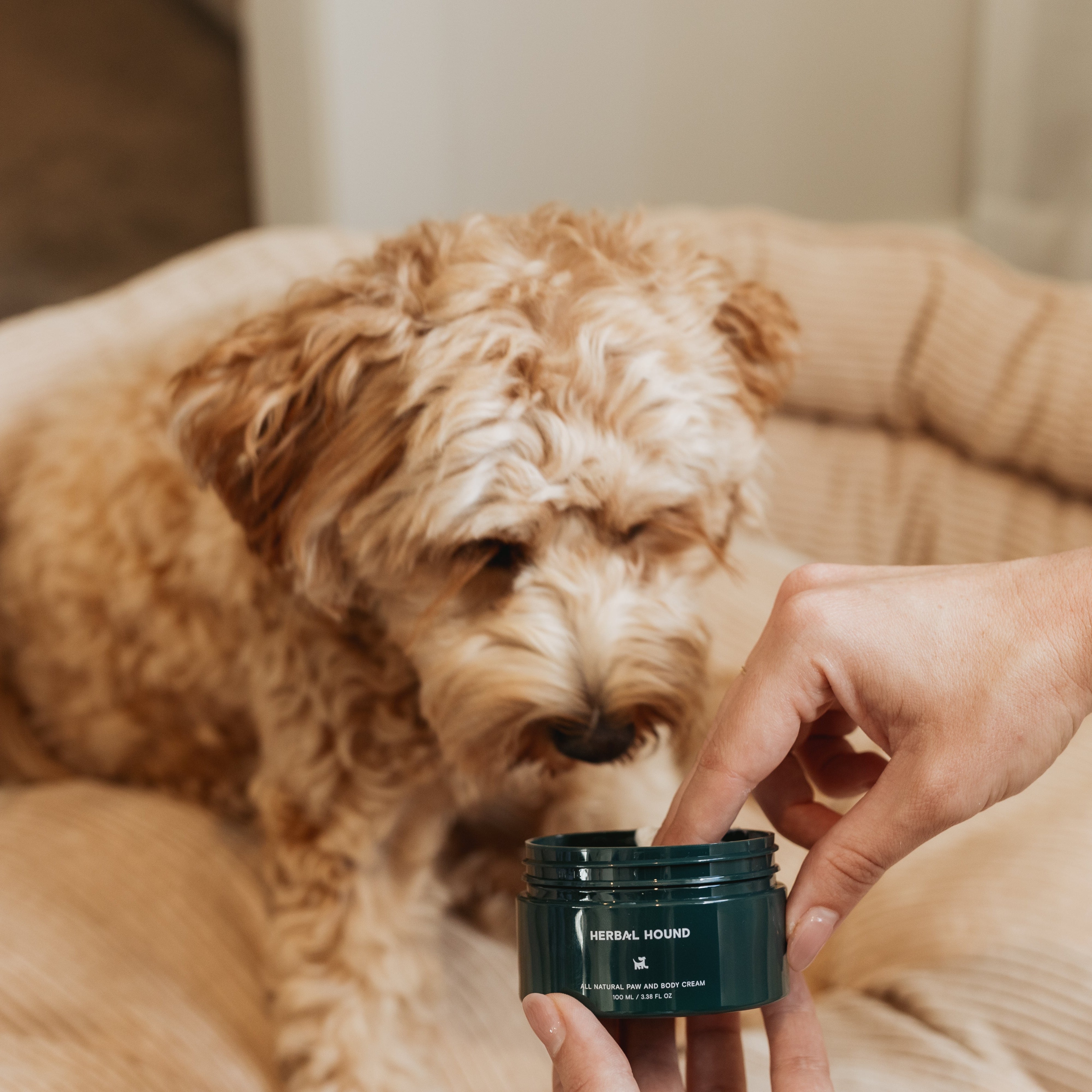 Herbal Hound All Natural Paw & Body Cream in a jar, ideal for moisturizing pets' paws and skin.