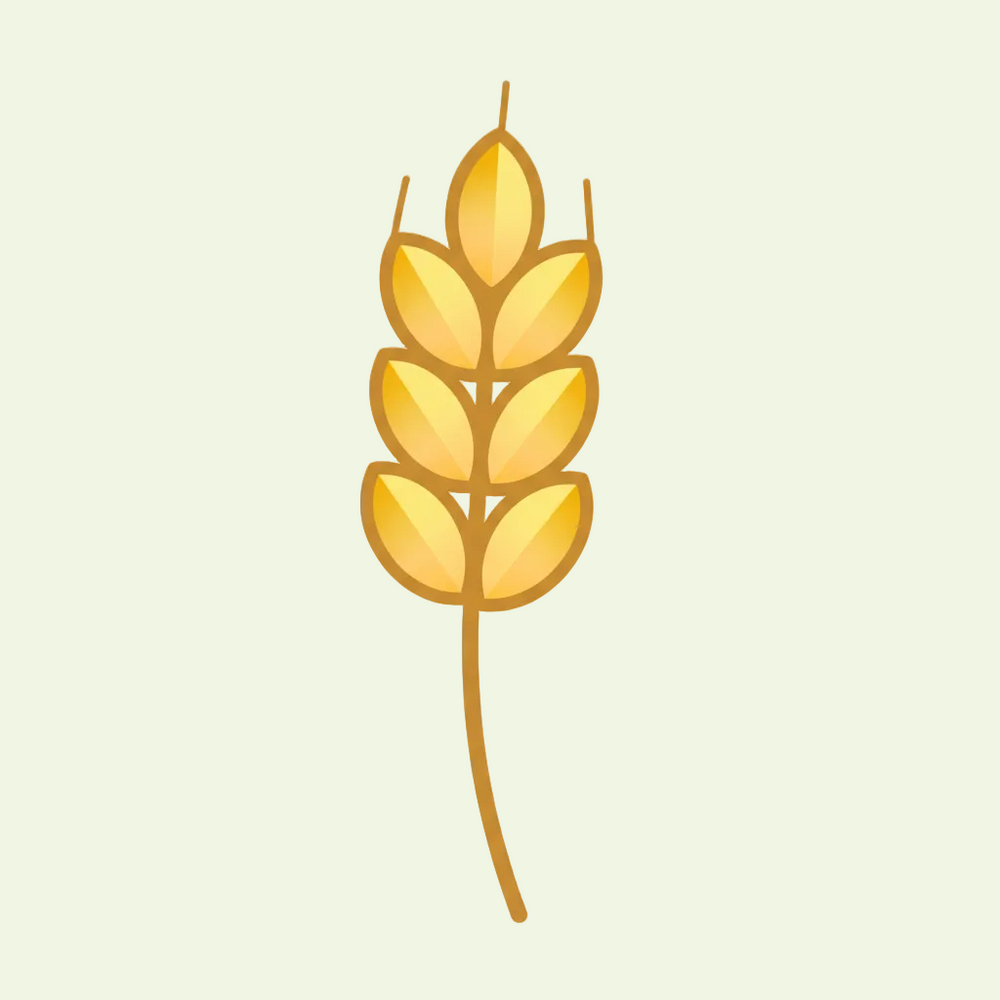 Wheat Vector Illustration
